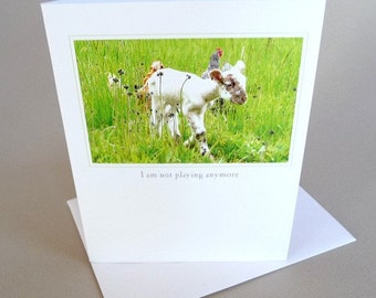 Greeting Card Baby Lamb Barnyard Animals Original Photo