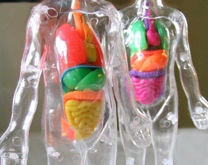 Plastic HUMAN ANATOMY Model Etsy
