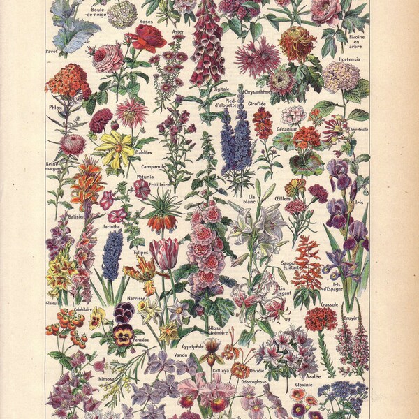 1922 Vintage FLOWERS French Dictionary Illustration