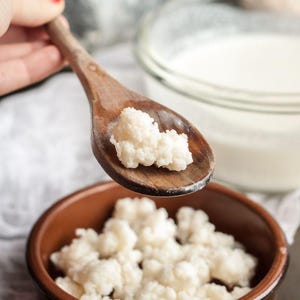 Grani di Kefir di Latte vivi 10g – Freschi e naturali – Rinfrescati ogni giorno – Spedizione rapida