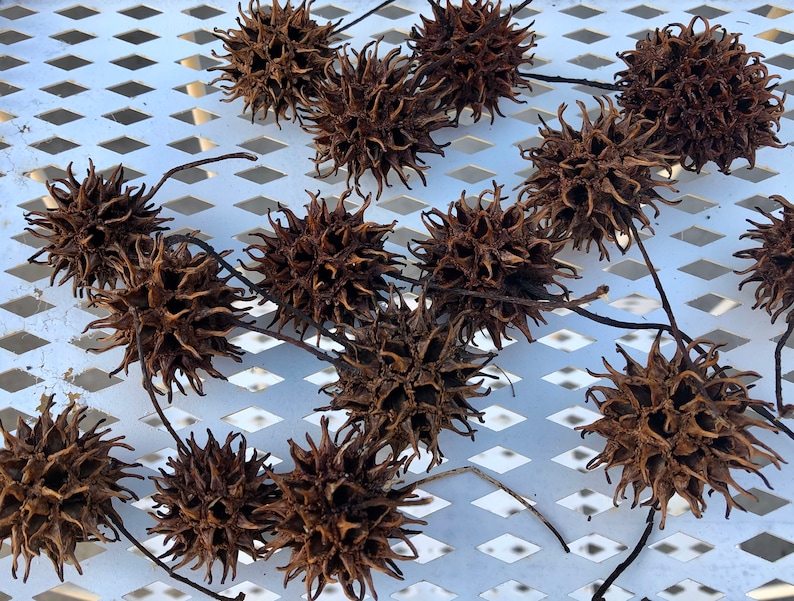 Sweet Gum Balls Sweet Gum Seed Pods Quantity of 50 Etsy