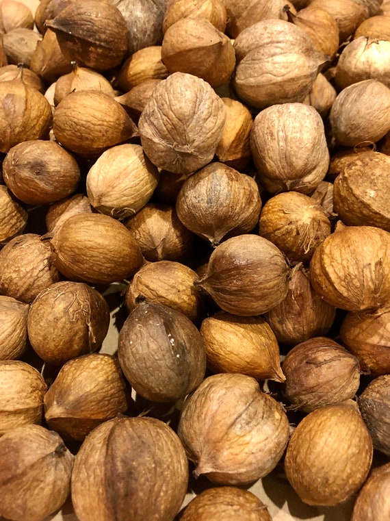 30 Hickory Nuts Wild Mockernut Hickory Nuts for Crafting or Etsy