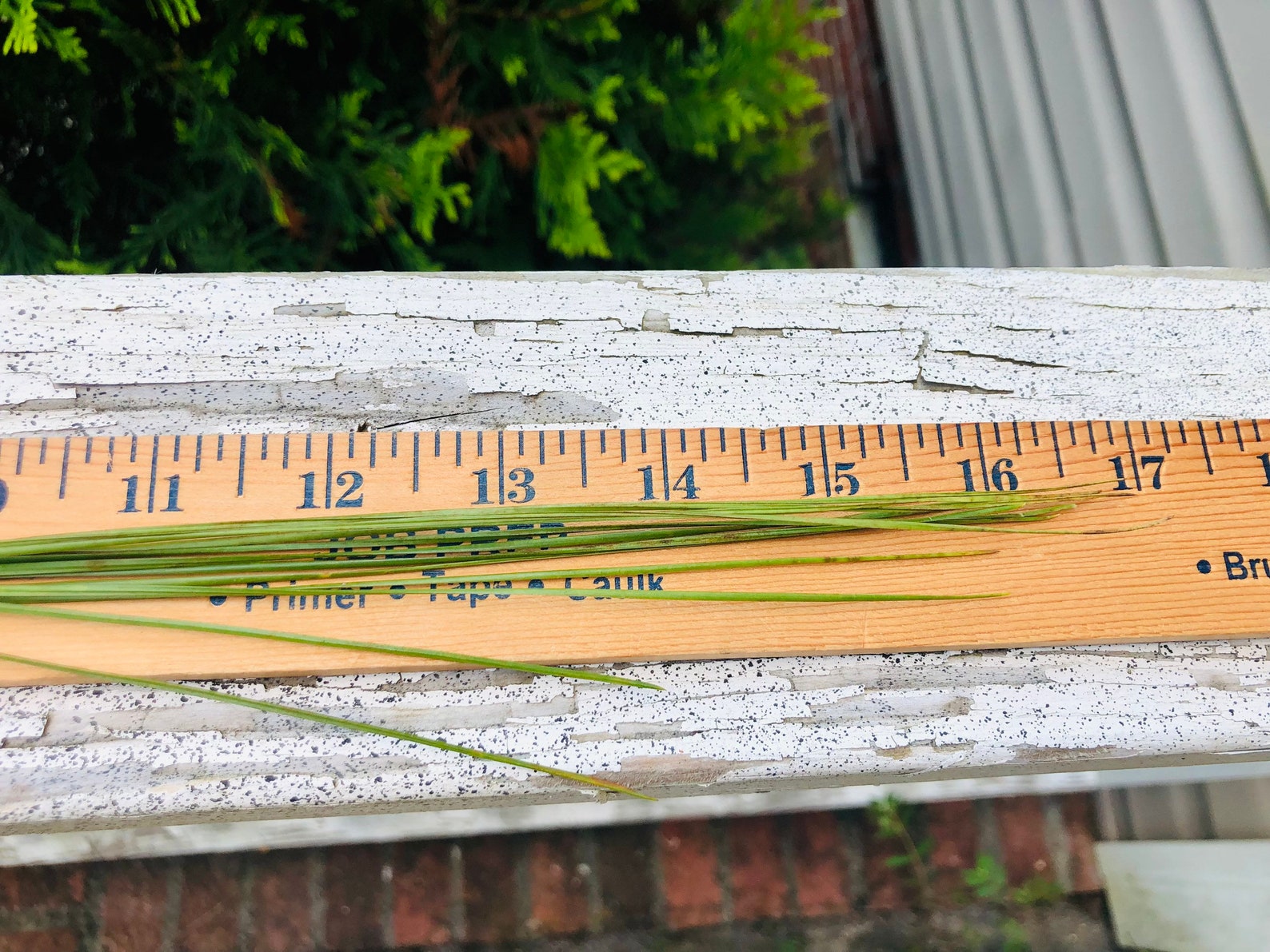 Longleaf Pine Needles 6oz Fresh Pine Needles for Basket Etsy