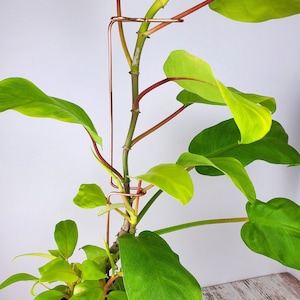 May include: A houseplant with green leaves growing up a copper plant support. The support is made of thin copper wire and has a simple design.