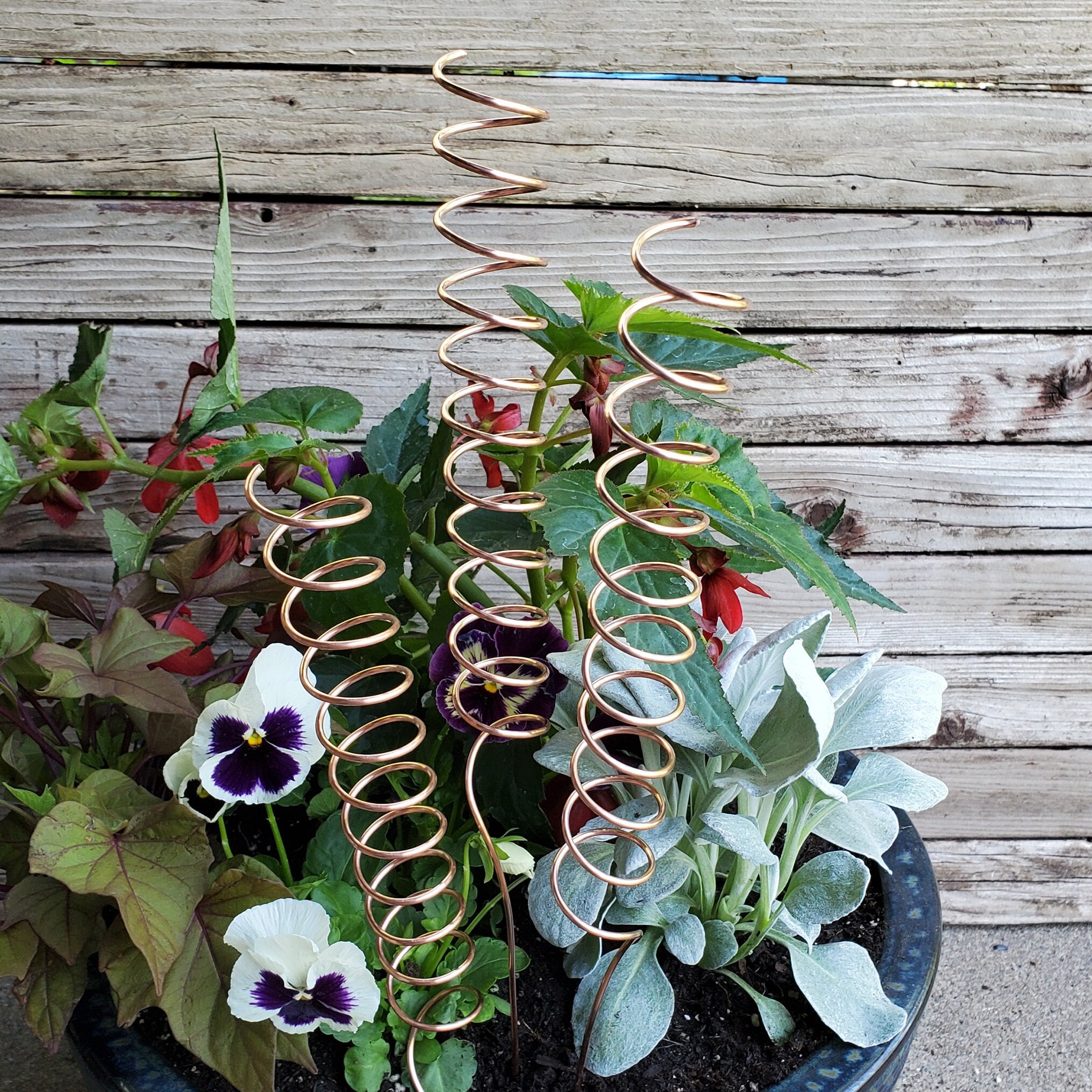 Electroculture Plant Stake Copper Coil for Vegetable and Flower Gardens -  Etsy