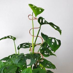 Copper plant stake, houseplant trellis and stem support, spring plant gifts image 1