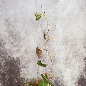 May include: A green vine plant with brown stems growing up a wire trellis against a gray background.