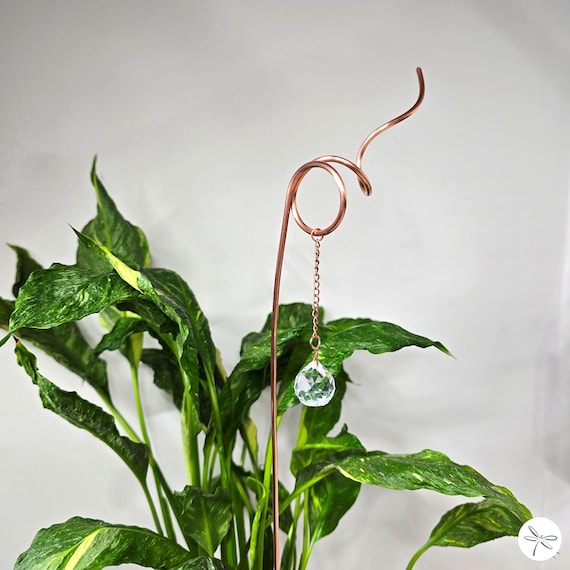 pearl and jade pothos 'Pearls & Jade' Pothos 6