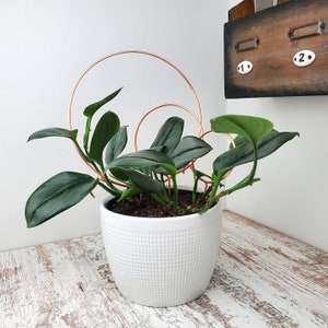 May include: A houseplant with dark green leaves growing in a white ceramic pot with a textured surface. The plant is supported by two copper hoops.