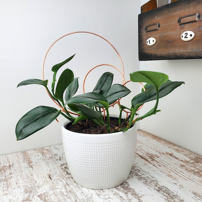 May include: A houseplant with dark green leaves growing in a white ceramic pot with a textured surface. The plant is supported by two copper hoops.