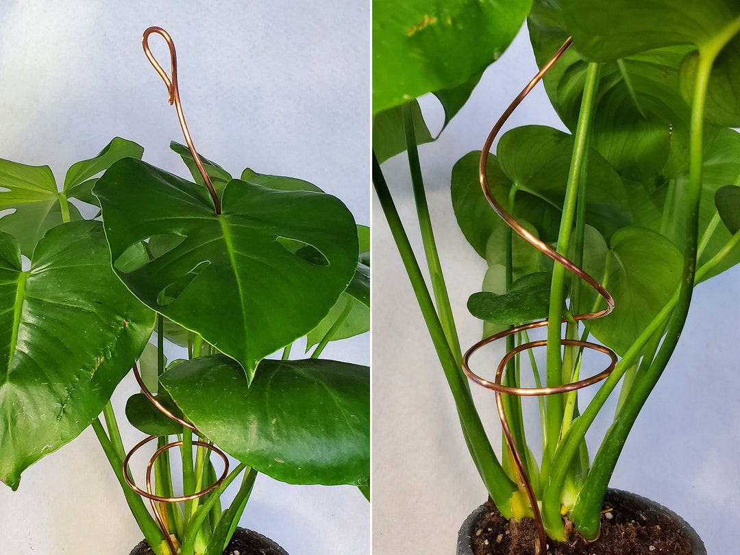 Copper Plant Stake Monstera Stakes Indoor Planter Stakes Etsy