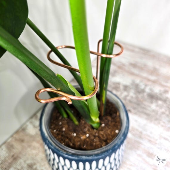 Monstera Plant Stakes, Multiple Stem Copper Support Stake, Indoor Garden  Accessories, Philodendron Supports, Plant Lover Gifts - Etsy