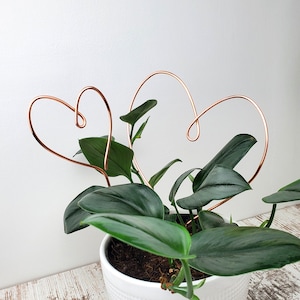 Anthurium Scorpion - Etsy