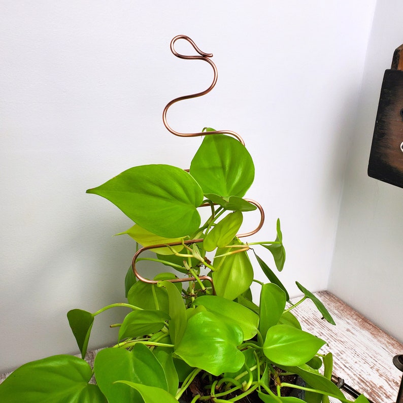Puede incluir: Un enrejado de planta de alambre de cobre en forma de serpiente, que sostiene una planta verde en maceta con hojas grandes.