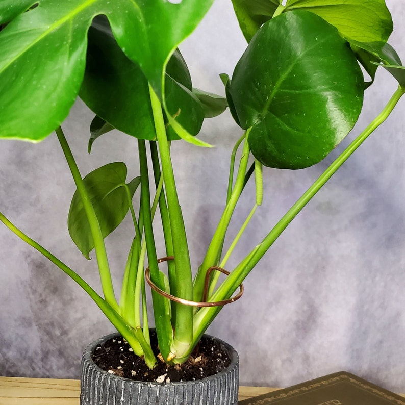 Plant support stake, copper plant stakes, indoor plant accessories, monstera and philodendron supports, plant gifts image 2