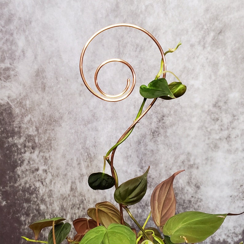 Copper swirl indoor plant stake, houseplant stem and vine support, modern metal trellis, plant gift ideas image 5