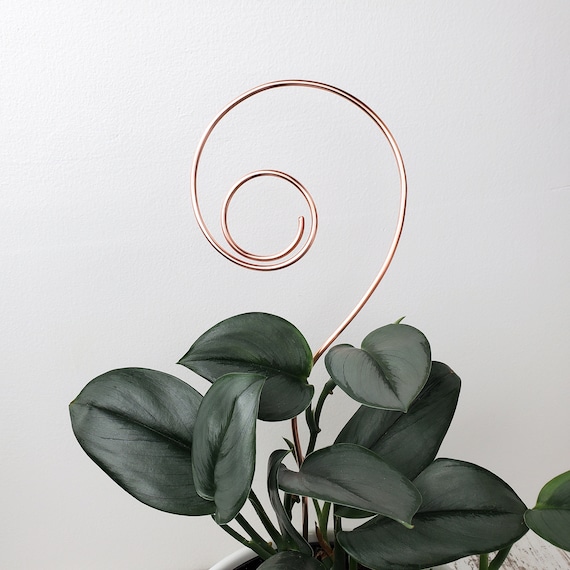 best pot for heart leaf philodendron Heart leaf Philodendron