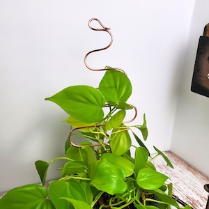 May include: A copper-colored plant trellis in a curved, abstract design, supporting a vibrant green plant with heart-shaped leaves. The plant is in a black pot, and the background is a white wall and a wooden surface.