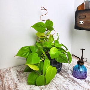 Puede incluir: Una planta en maceta con hojas verdes que crecen en espiral de alambre de cobre. La planta est&aacute; en una maceta gris y est&aacute; sobre una superficie de madera blanca. Un pulverizador de vidrio azul est&aacute; en el fondo.