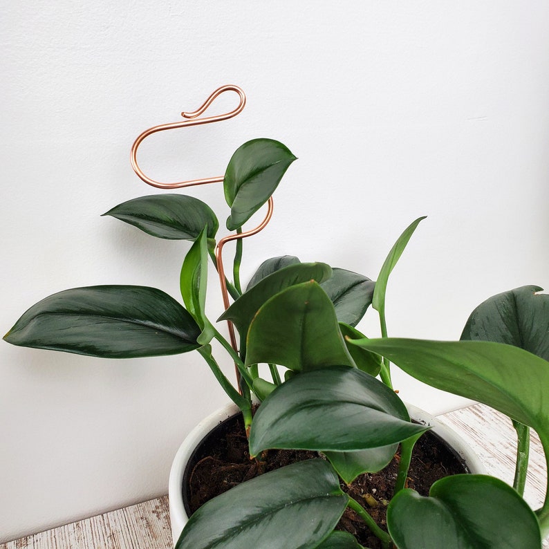 Puede incluir: Una planta de interior con hojas verde oscuro que crece en una maceta blanca. Un soporte de planta de alambre de cobre con forma de cuello de cisne se utiliza para ayudar a la planta a crecer en posici&oacute;n vertical.