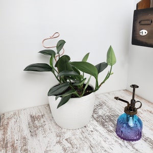Puede incluir: Una maceta de cer&aacute;mica blanca con una planta verde de hojas. La planta tiene un enrejado de alambre de cobre. Un pulverizador de vidrio azul con una boquilla de lat&oacute;n est&aacute; sobre una superficie de madera blanqueada.