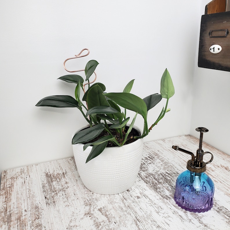 Puede incluir: Una maceta de cer&aacute;mica blanca con una planta verde de hojas. La planta tiene un enrejado de alambre de cobre. Un pulverizador de vidrio azul con una boquilla de lat&oacute;n est&aacute; sobre una superficie de madera blanqueada.