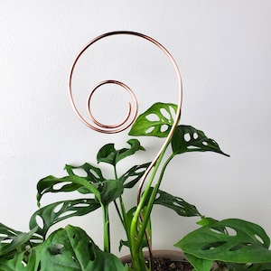 May include: A copper plant support with a spiral design is used to help a Monstera plant grow upwards. The plant has large, green leaves with holes.