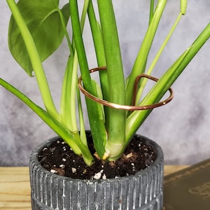 Plant support stake, copper plant stakes, indoor plant accessories, monstera and philodendron supports, plant gifts