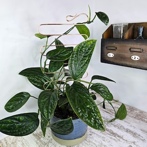 Copper plant trellis for indoor plants, hoya trellis, metal plant support stake, spring plant gift ideas