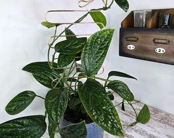 Copper plant trellis for indoor plants, hoya trellis, metal plant support stake, spring plant gift ideas