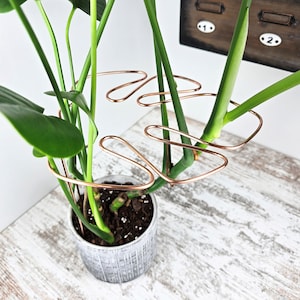 Monstera Grapple - Etsy
