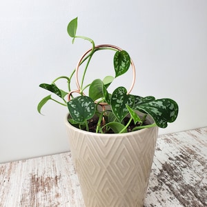May include: A potted plant with green leaves growing up a copper wire plant support. The plant is in a cream-colored ceramic pot with a diamond pattern.