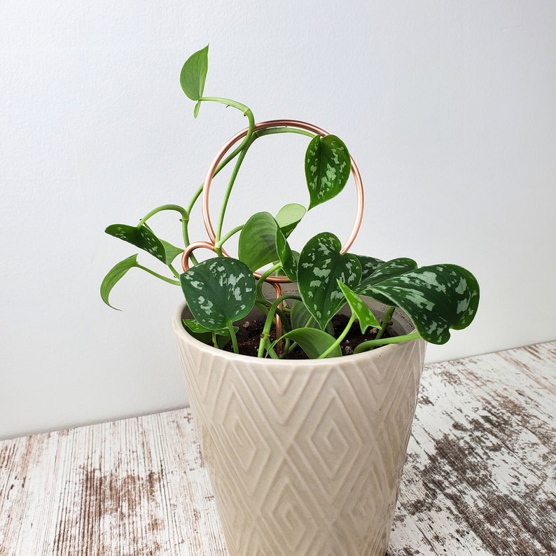 May include: A potted plant with green leaves growing up a copper wire plant support. The plant is in a cream-colored ceramic pot with a diamond pattern.