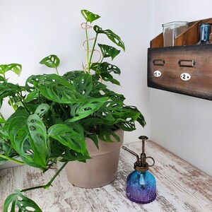 Puede incluir: Una planta de monstera verde en una maceta marr&oacute;n con un soporte de planta de alambre de cobre. Una botella de spray de vidrio azul y transparente con una boquilla de lat&oacute;n se encuentra sobre una superficie de madera blanca.