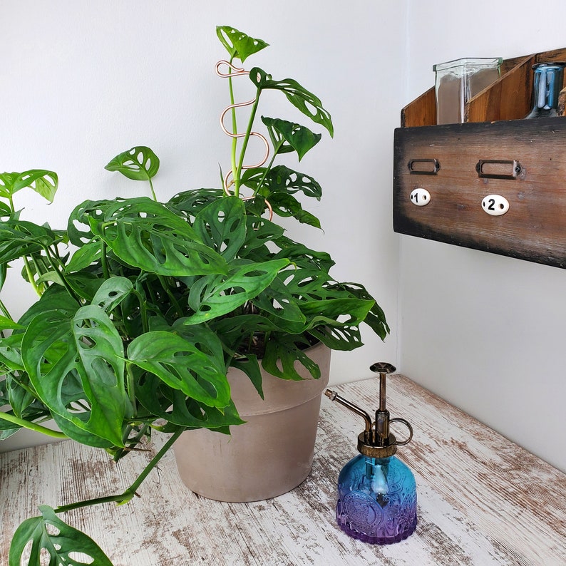 Puede incluir: Una planta de monstera verde en una maceta marr&oacute;n con un soporte de planta de alambre de cobre. Una botella de spray de vidrio azul y transparente con una boquilla de lat&oacute;n se encuentra sobre una superficie de madera blanca.