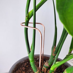 May include: A close-up of a houseplant with a copper plant support. The plant has large, green leaves and is growing in a pot.