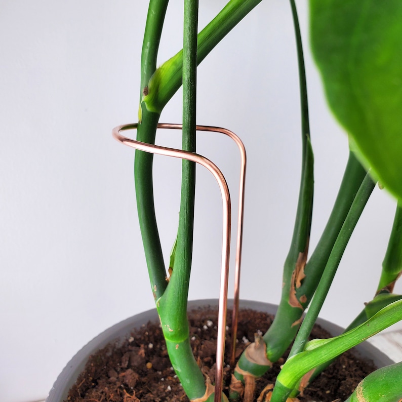 May include: A close-up of a houseplant with a copper plant support. The plant has large, green leaves and is growing in a pot.