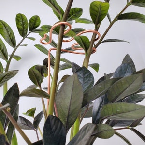 May include: A copper plant support with a curved design is used to help a houseplant grow upright. The plant has dark green leaves.