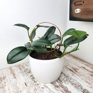 Anthurium Wonder Boy - Etsy Anthurium Wonder Boy - Etsy