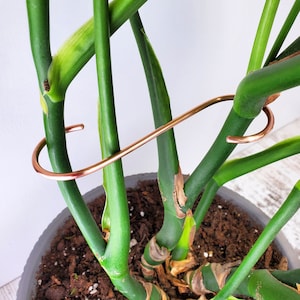 May include: A close-up of a houseplant with a copper wire plant support. The plant has large, green leaves and is growing in a brown pot.