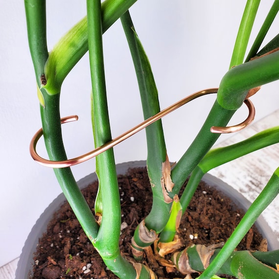 Buy Plant Support Copper Hook, Stem Holder for Leaning Plants, Indoor  Houseplant Accessories, Garden and Plant Gifts Online in India - Etsy