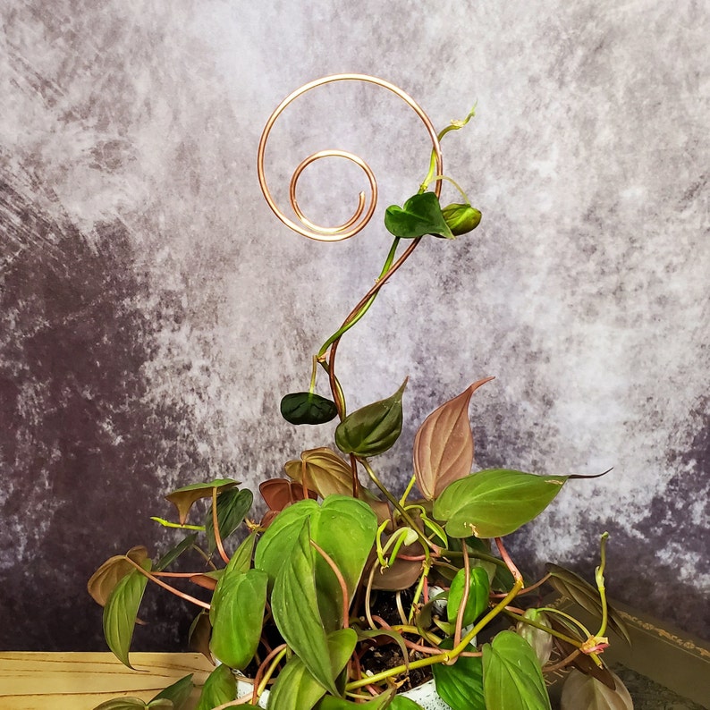 Copper swirl indoor plant stake, houseplant stem and vine support, modern metal trellis, plant gift ideas image 6