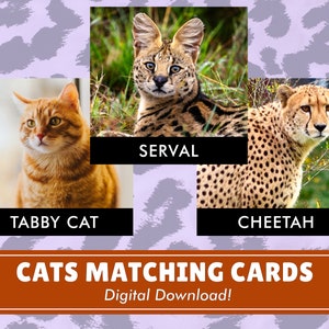 Tarjetas a juego de gatos / Descarga digital / Inspiración Montessori / Educación en el hogar
