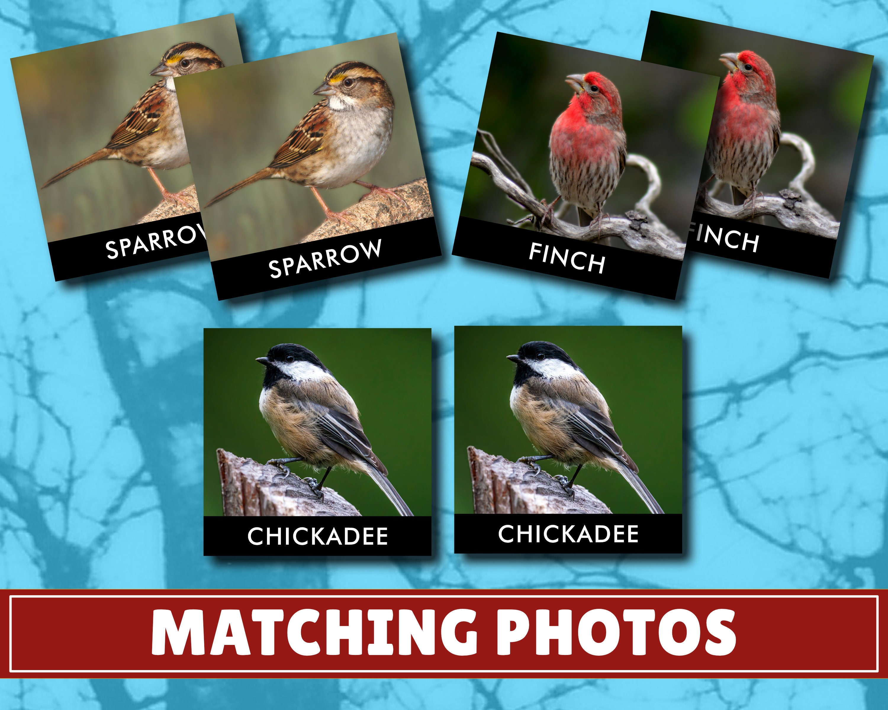 Backyard Birds Matching Cards Digital Download Montessori Etsy