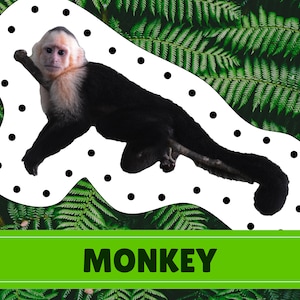 Rainforest Animal Lacing Cards | Digital Download | Montessori Inspired ...