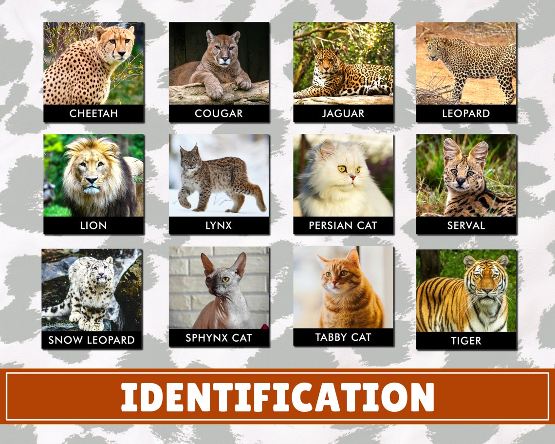 Cats Matching Cards | Digital Download | Montessori Inspired ...