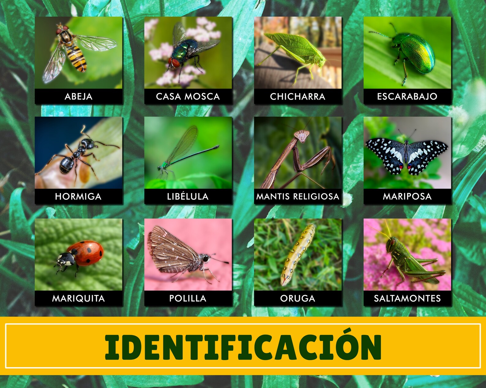 Spanish Bugs & Insects Matching Cards Digital Download Etsy
