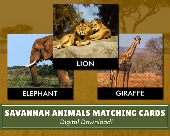Savannah Animals Matching Cards With Bonus Fun Facts Digital - Etsy Savannah Animals Matching Cards With Bonus Fun Facts Digital - Etsy