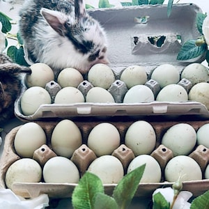 Blue Organic Chicken Eggs