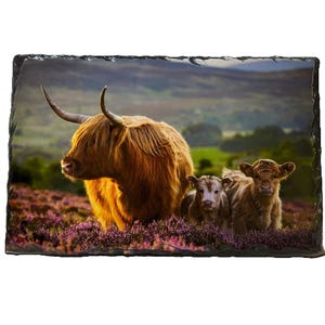 May include: A rectangular slate print depicting a Highland cow with two calves amidst purple heather. The adult cow has long, reddish-brown fur and curved horns. The background shows a landscape of rolling hills and soft lighting.